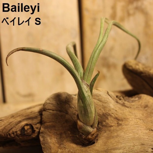 エアプランツ Baileyi S