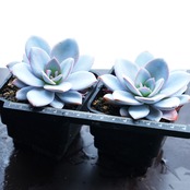 抜き苗 ホワイトラバー Echeveria 'White Lover'