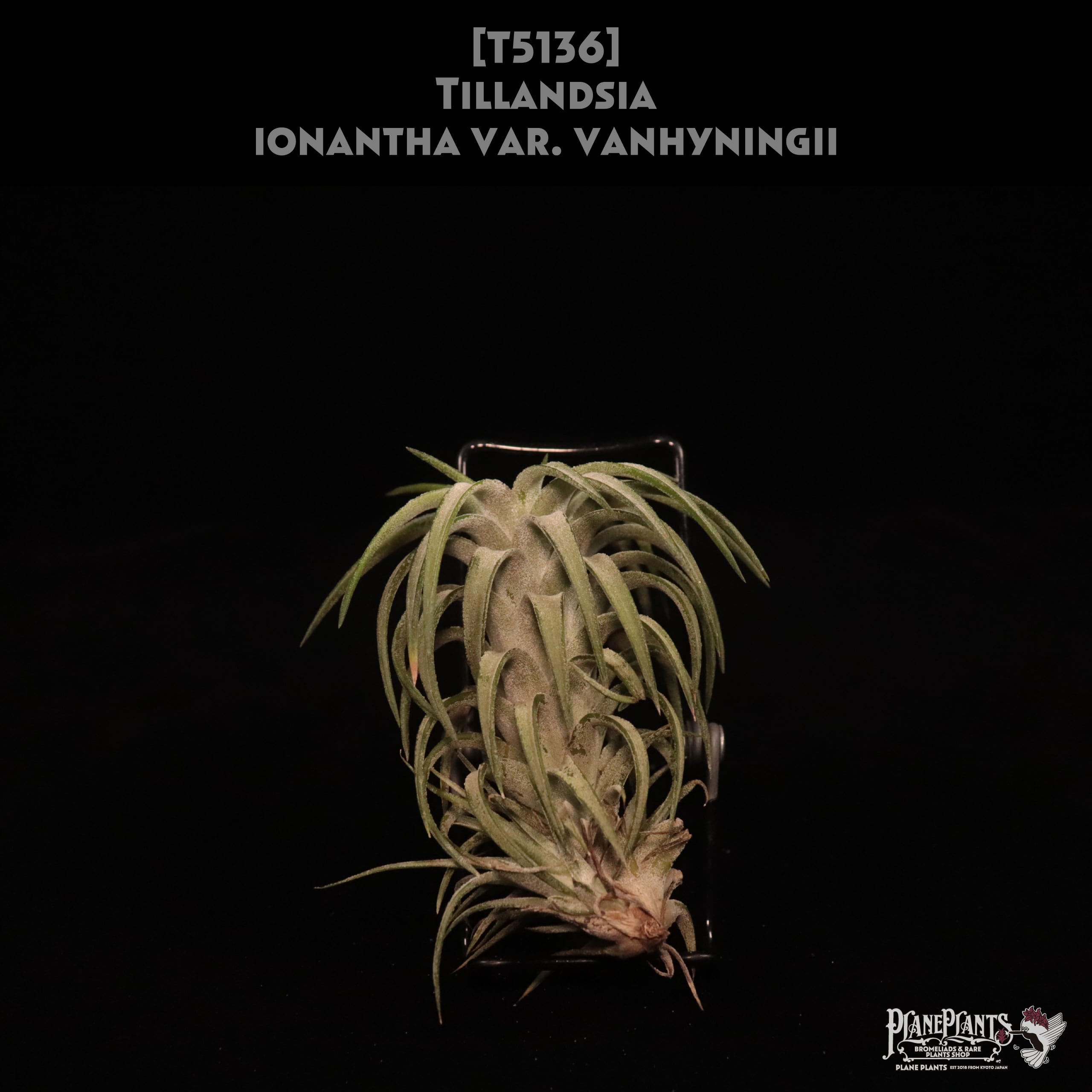 【送料無料】ionantha var. vanhyningii〔エアプランツ〕現品発送T5136