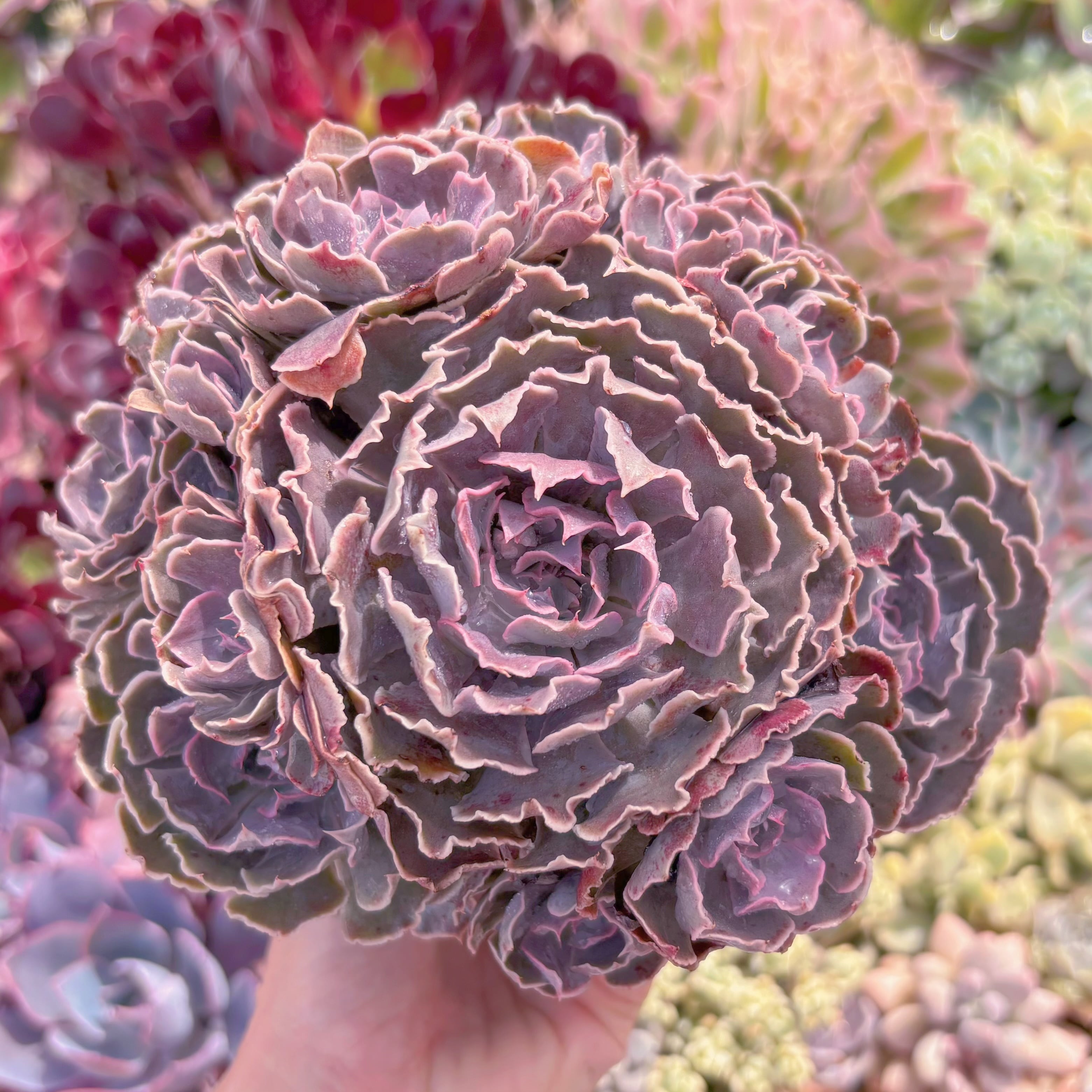 現品　 スワンレイク#B41　大群生　新入荷　るる農園