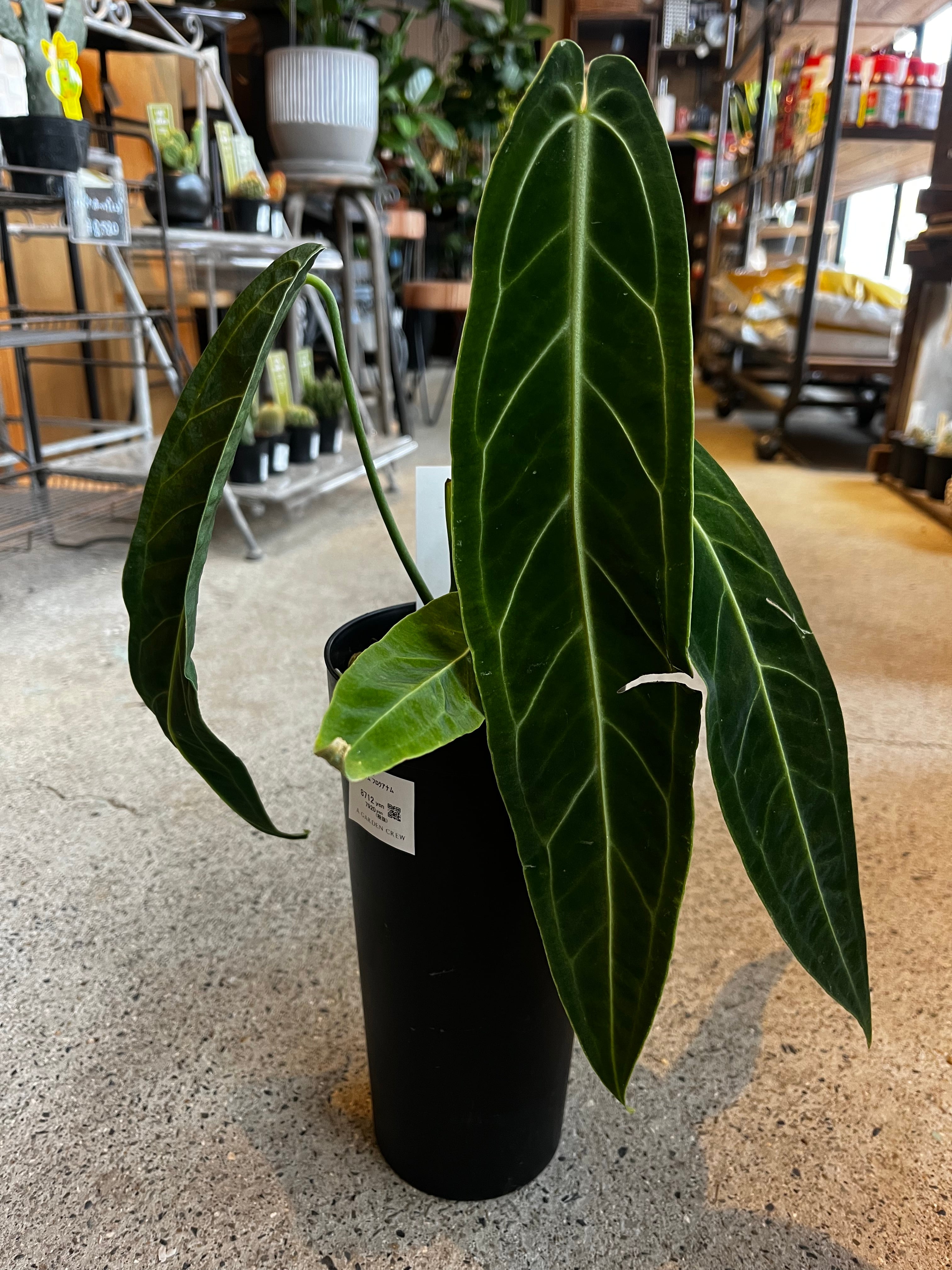 アンスリウムワロクアナム4号 | A GARDEN CREW