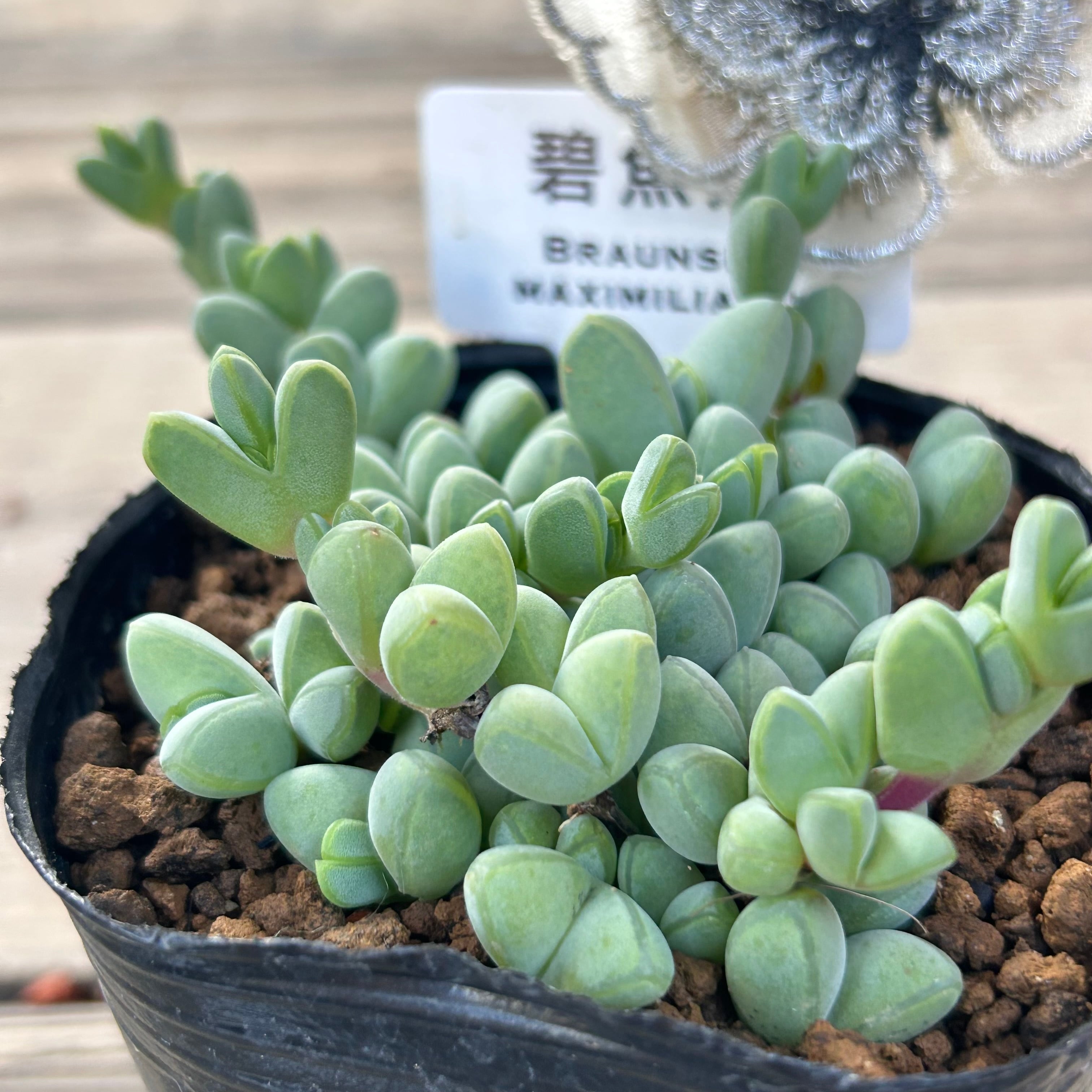 つねりん 多肉植物のオルゴナイト全10点セット 楽天市場】多肉植物 hmアエオニウム アイクリソン錦 多肉植物