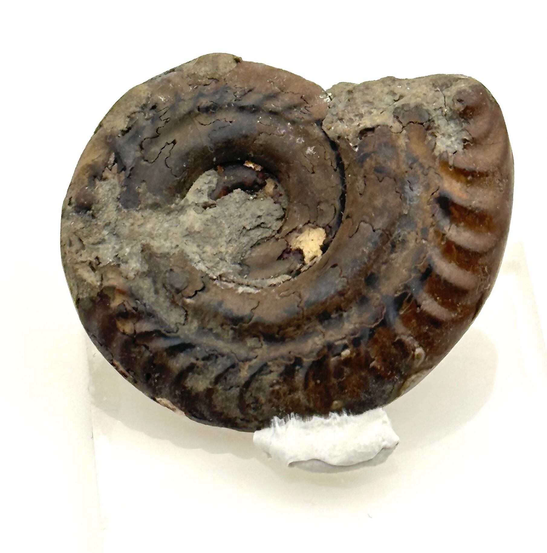 化石】アンモナイト｜アクリル板と粘土付き | 縁起屋 春日