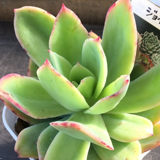 ジョイ Rupo 多肉植物専門店