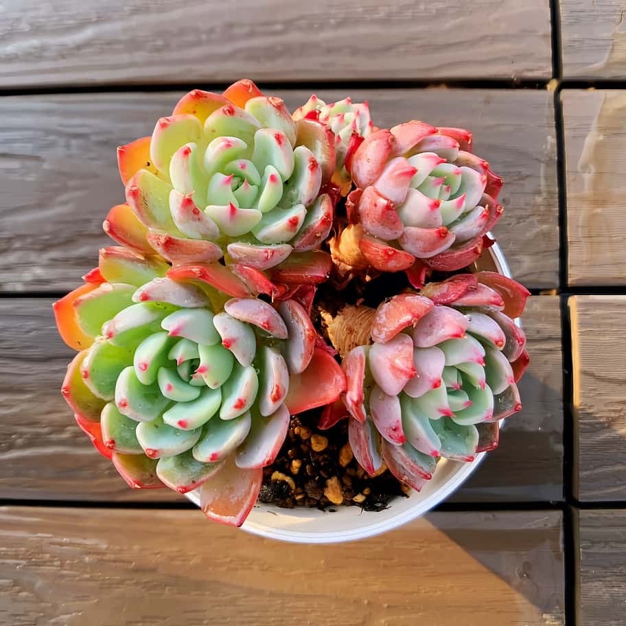 農園直売 多肉植物 寄せ植え ラニナ（群）可愛い 観葉植物 インテリア