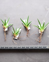 【日本最安値?!】 アルボピローサ Agave albopilosa