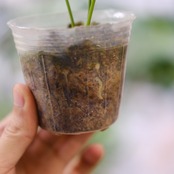 アンスリウム・ベイチー / Anthurium Veitchii / 観葉植物②