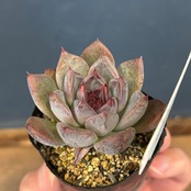 farmPALKさん苗 エケベリア 吉影【154】