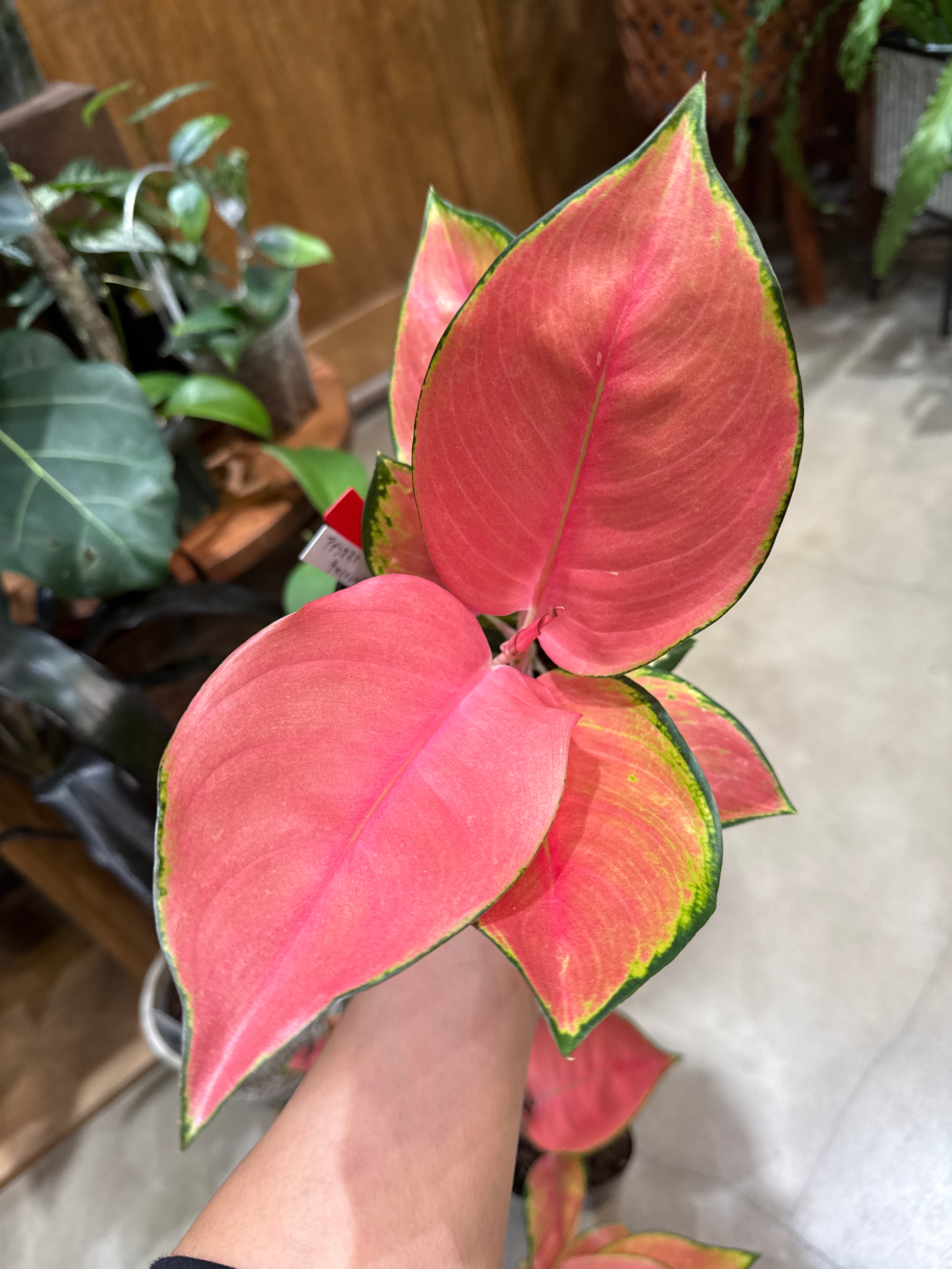 Anthurium red tiger(模型) | MIDORIYA 観葉植物専門店