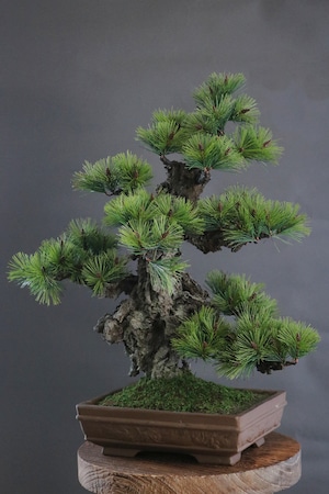 盆栽 錦松 Pinetree Bonsai #112