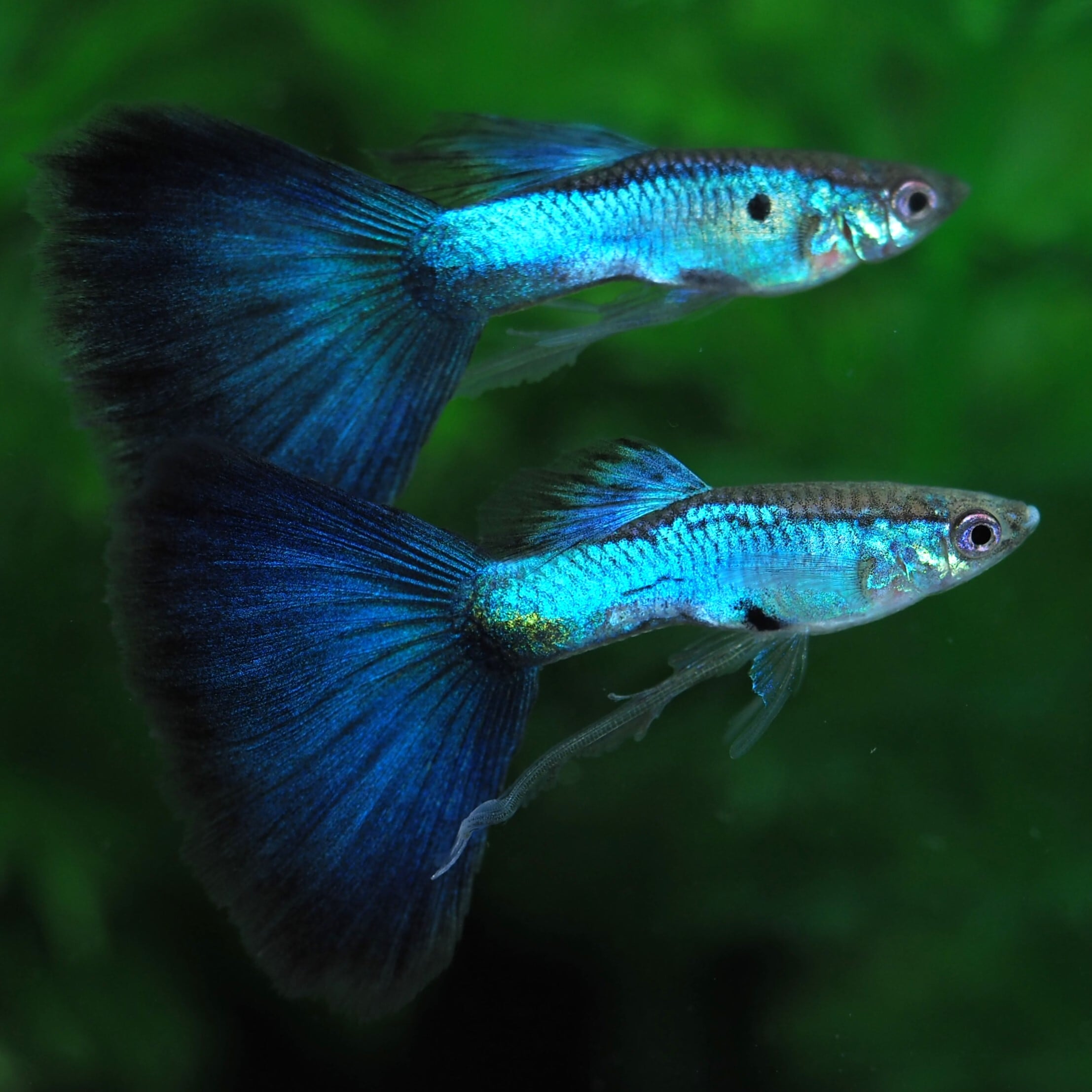 真鯛 剥製 63cm 真鯛剥製作品集