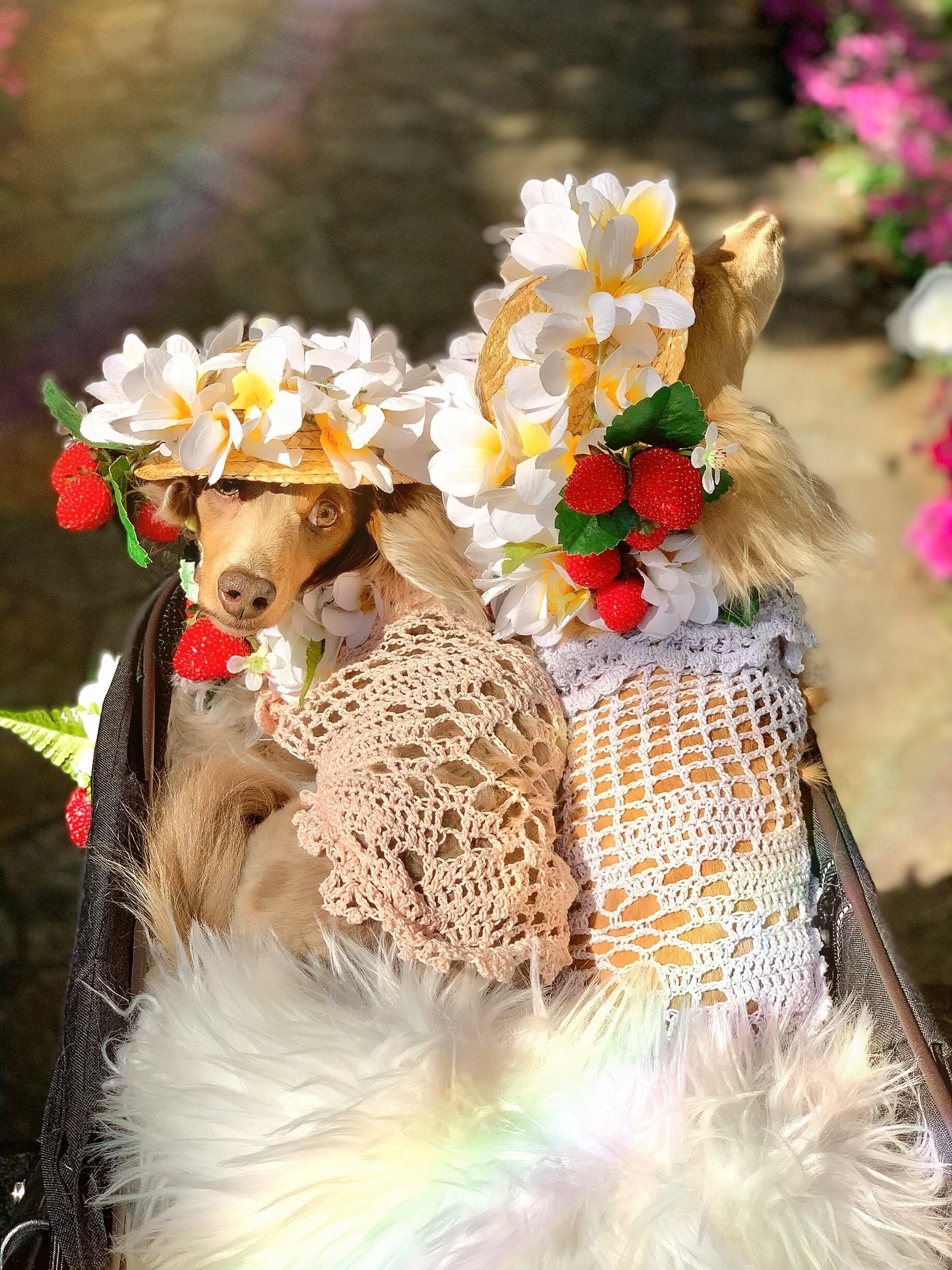 ストロベリーパーティー