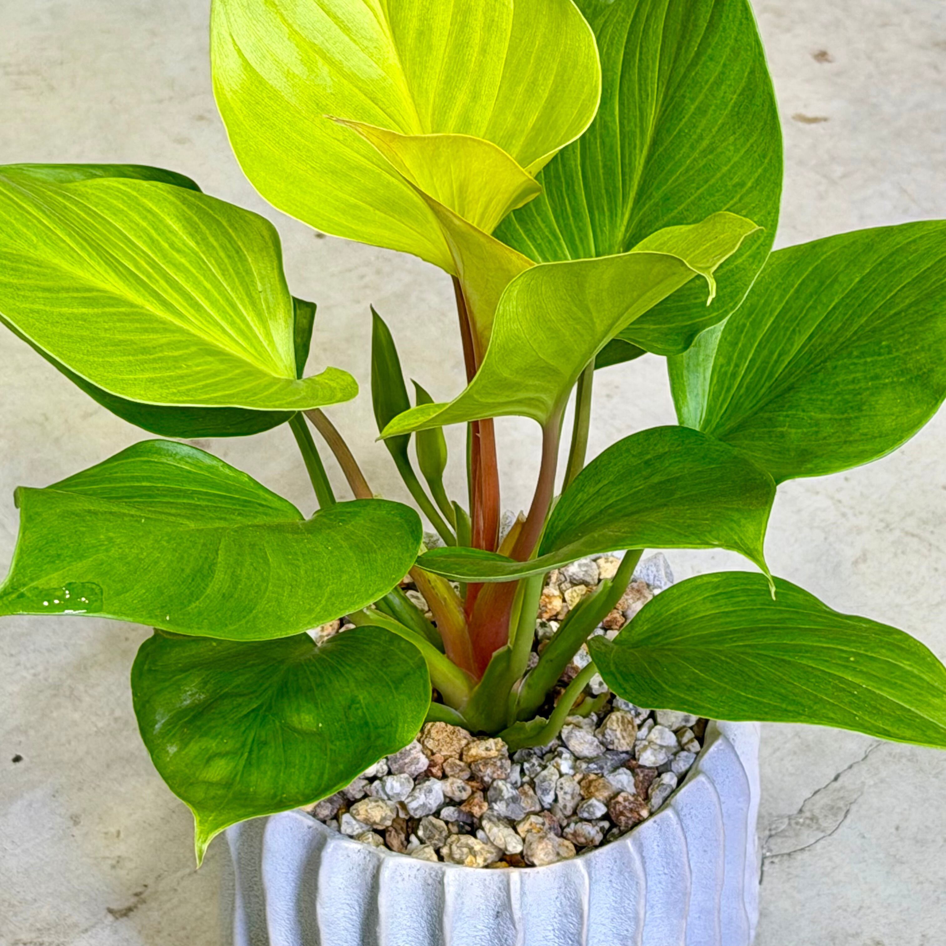 ホマロメナ・レモンライム | barrelplants_BONSAI