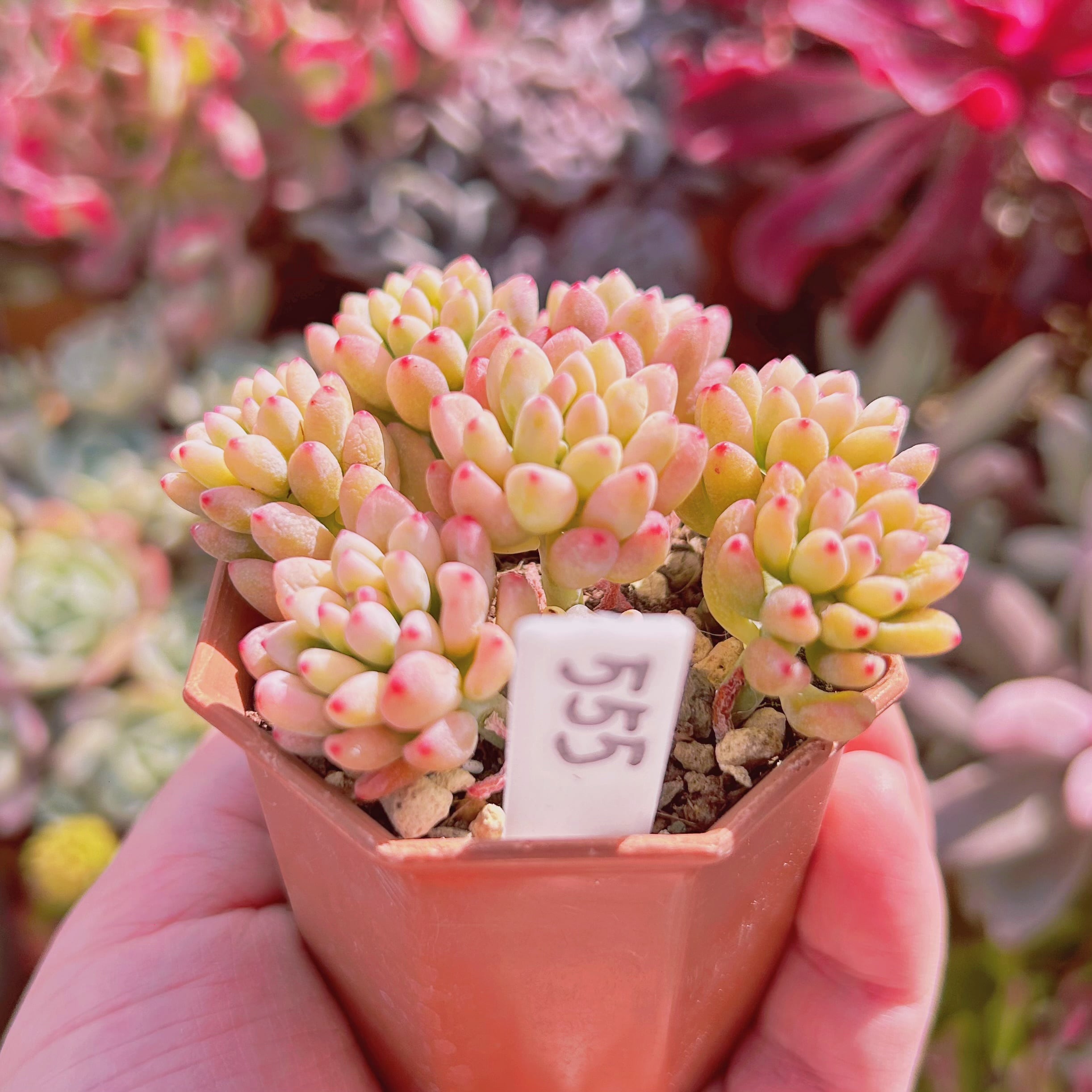 556現物 多肉植物 グリーンビーン錦 | るる農園~多肉植物専門