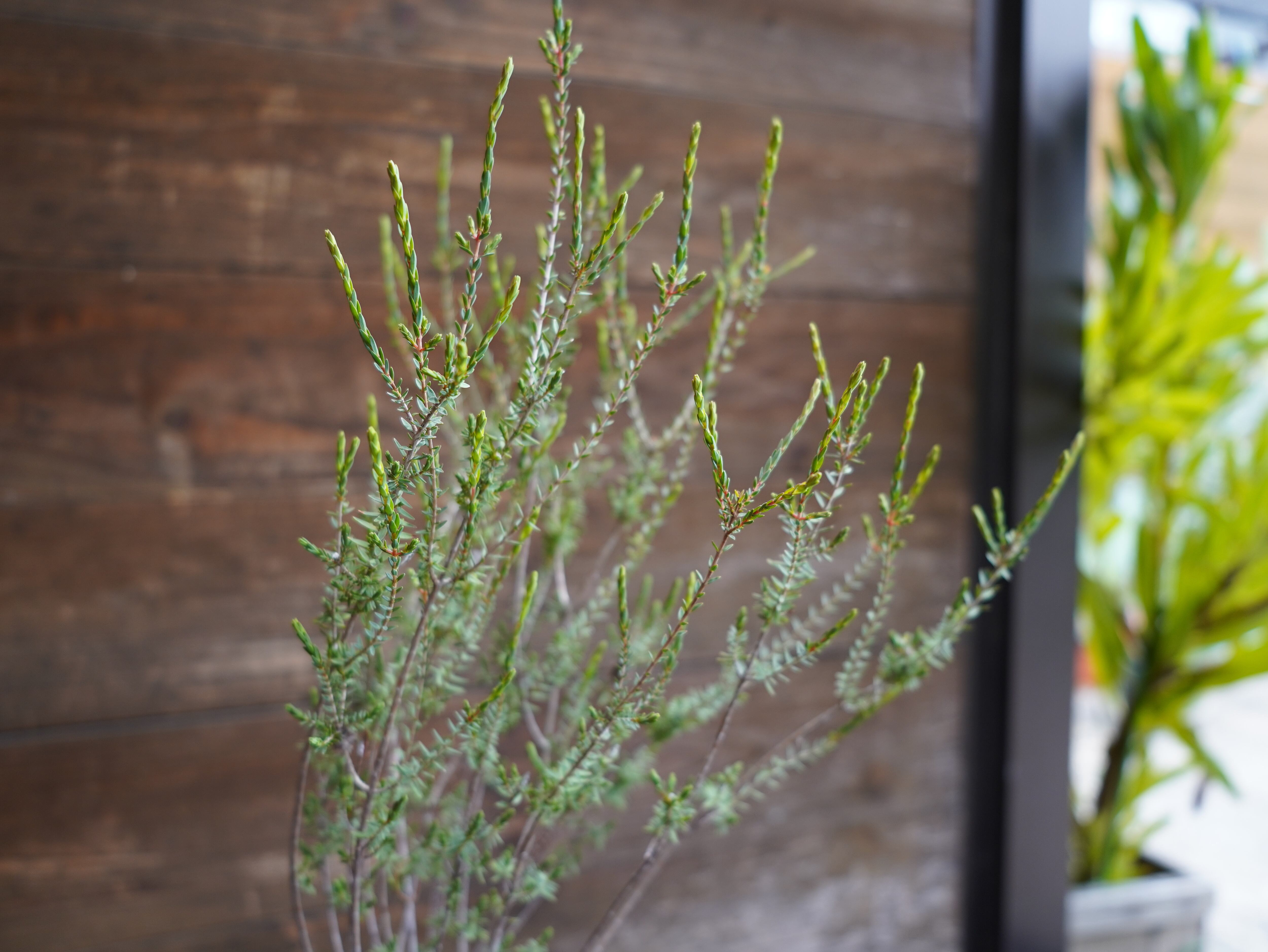 【現物】ビューフォーティア　プルプレア　B