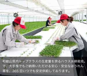 サラダほうれん草・1ケース（35束/ケース）国産【140サイズ】