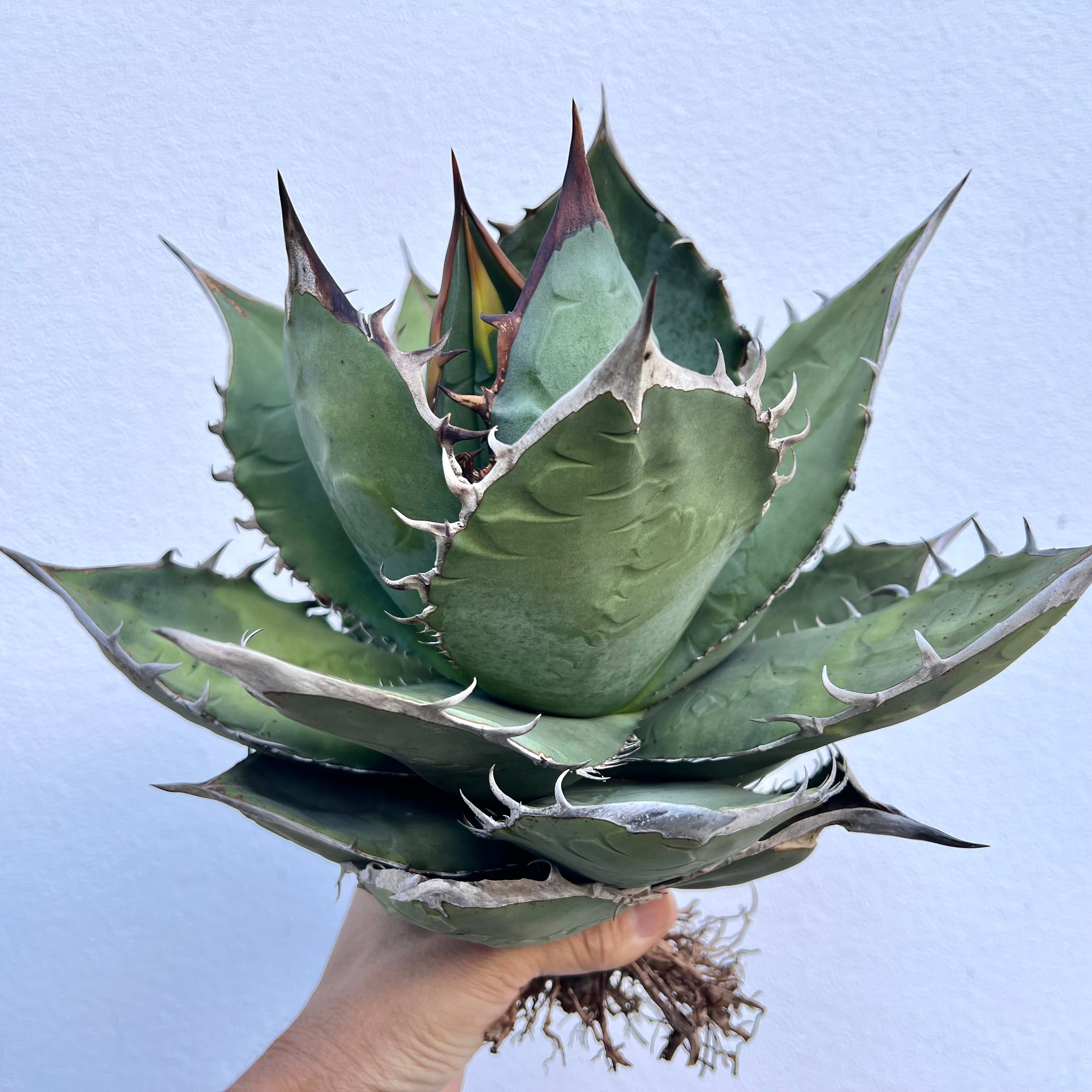 アガベ子株 Oteroi 現地産 【本物】バケモノ 【公式通販】