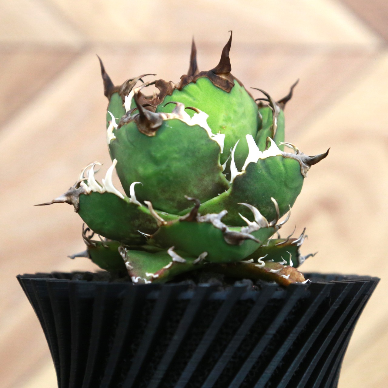 Agave Titanota Super Red Catweezle アガベ チタノタ スーパーレッドキャットウィーズル / TC株 / 3合鉢 / Lot.001