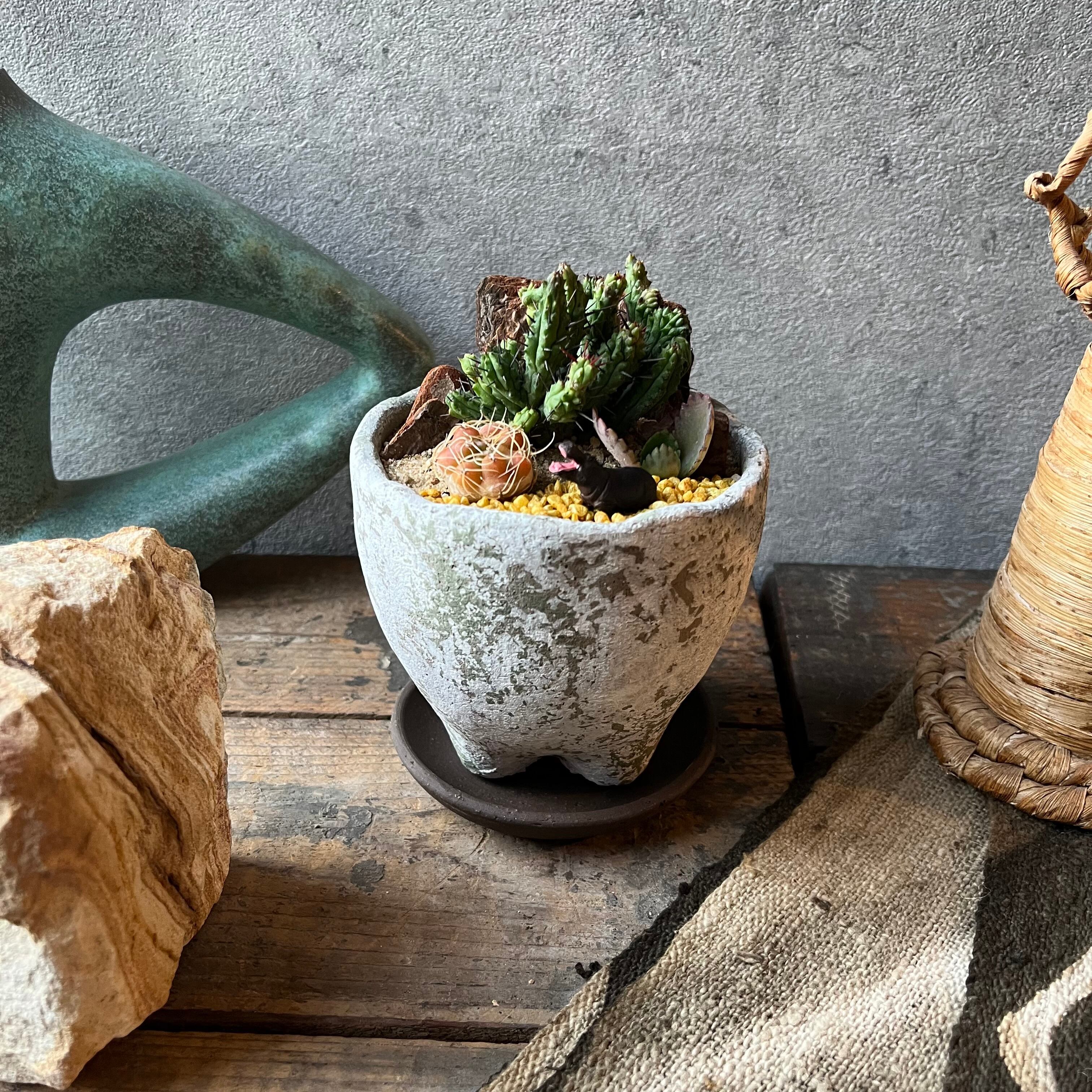 MINI Hippopotamus | SABOTEN MISSILE