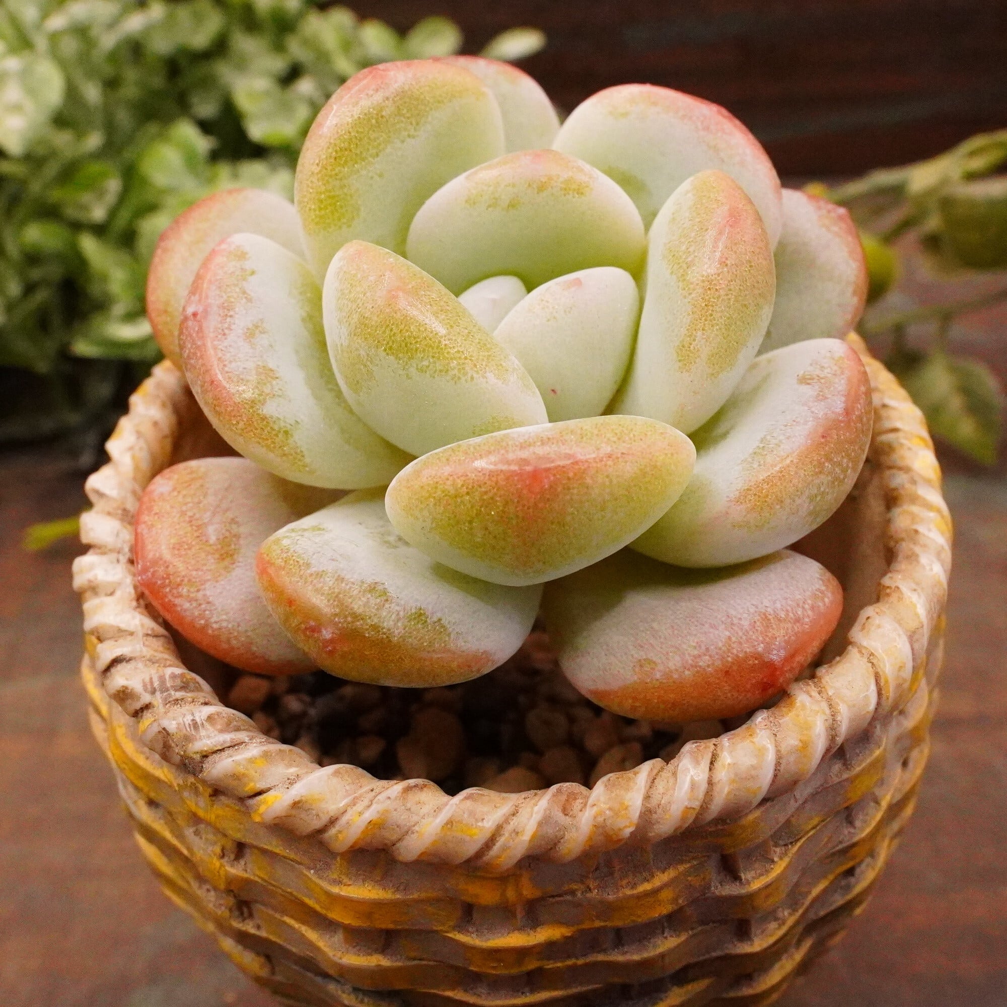 観葉☆多肉植物☆サボテン☆紅鷹 紅鷹 サボテン 多肉植物 サボテン・多肉