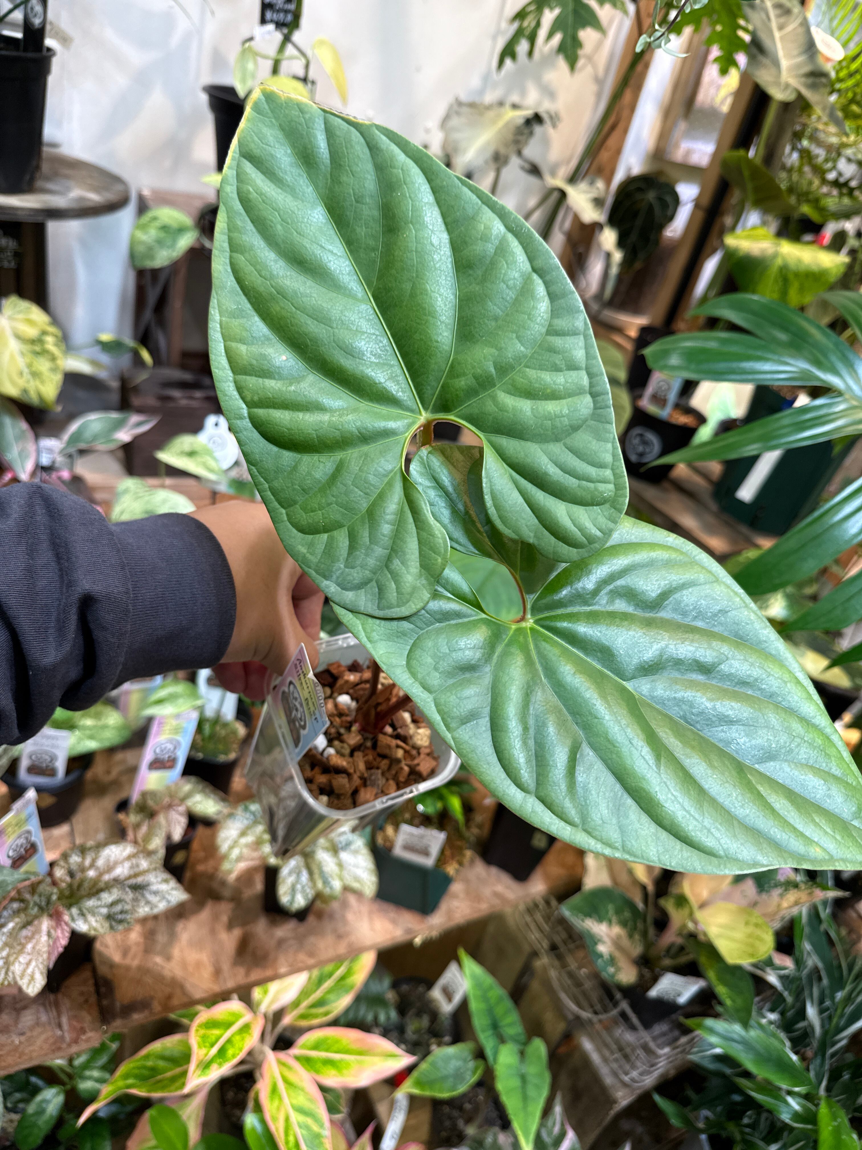 アンスリウムコンプリート アンスリウム パンプキンスパイス×レッドクリスタル | GREEN LUCK