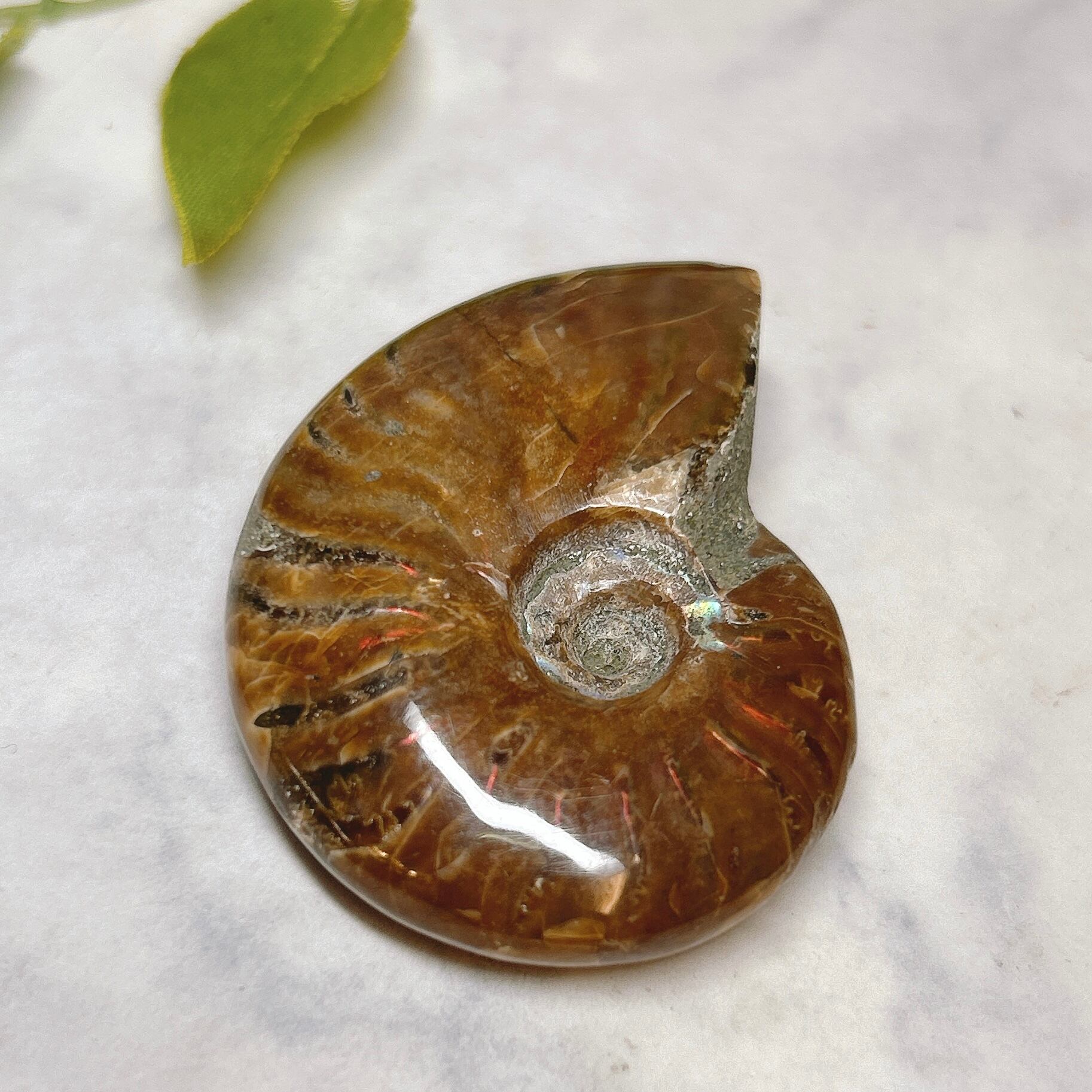 巨大 アンモナイト 化石 北海道 巨大な北海道のアンモナイト(博物館級