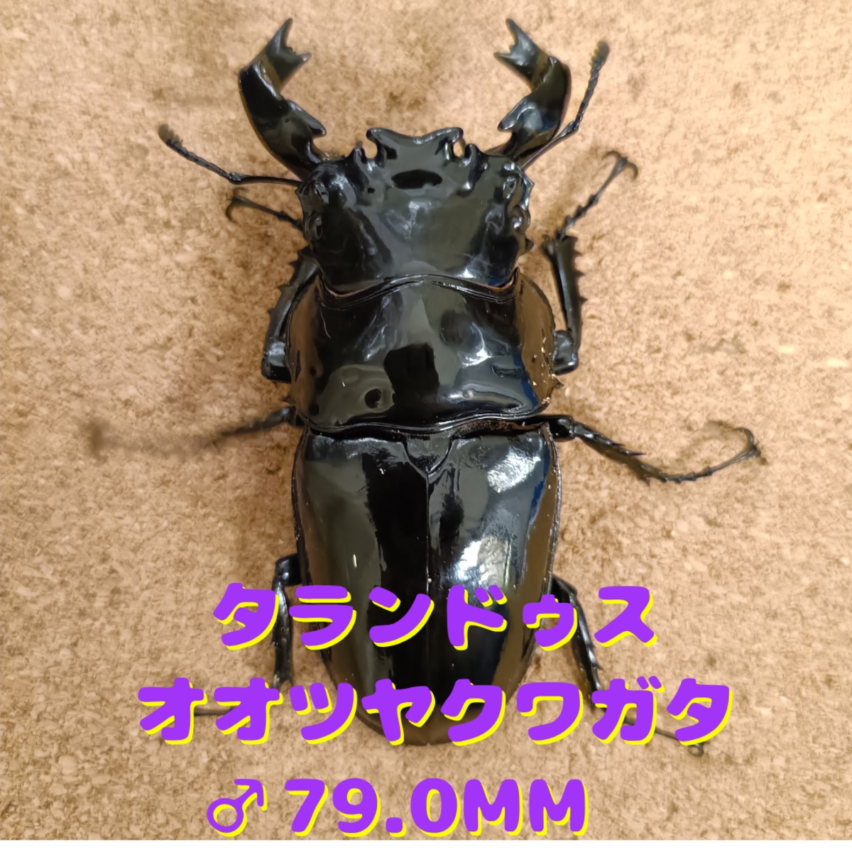 6c3257a6af64fea35532def4024df7