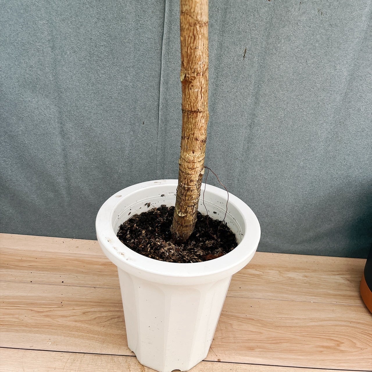 【現品】フィカス・アフリカンプリンス　8号　な３番 現品］【希少】5番 フィカス アフリカンプリンス 8号 観葉植物 室内