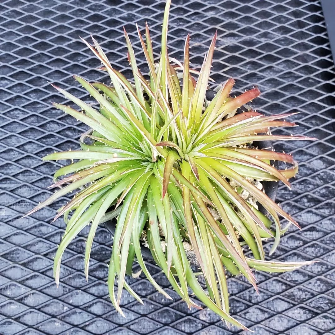 F00551_Dyckia 'Wasabi' (BCR:13644)：ディッキア・ワサビ（子株
