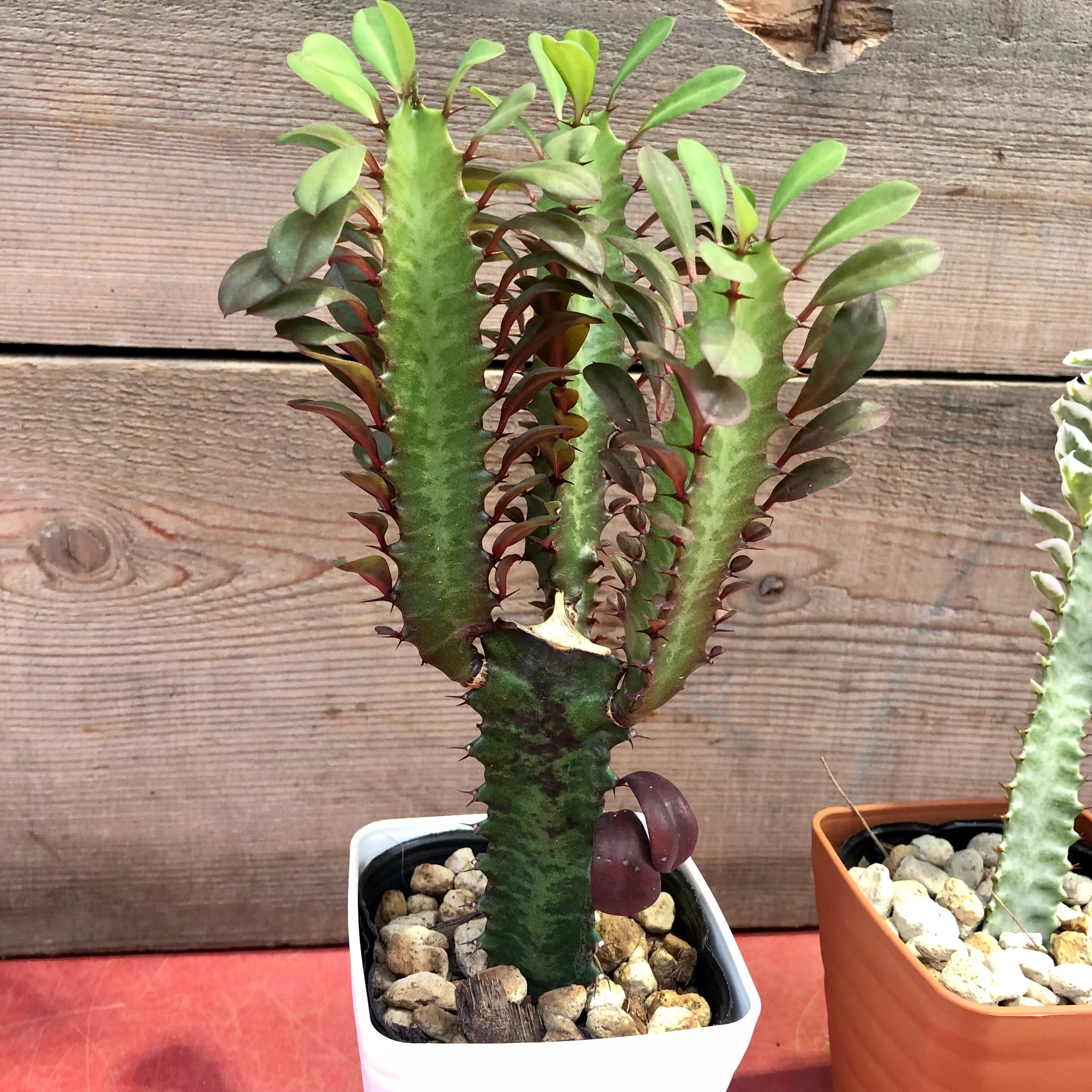 特大】ユーフォルビア 彩雲閣 トリゴナ 多肉植物 観葉植物 おしゃれ鉢