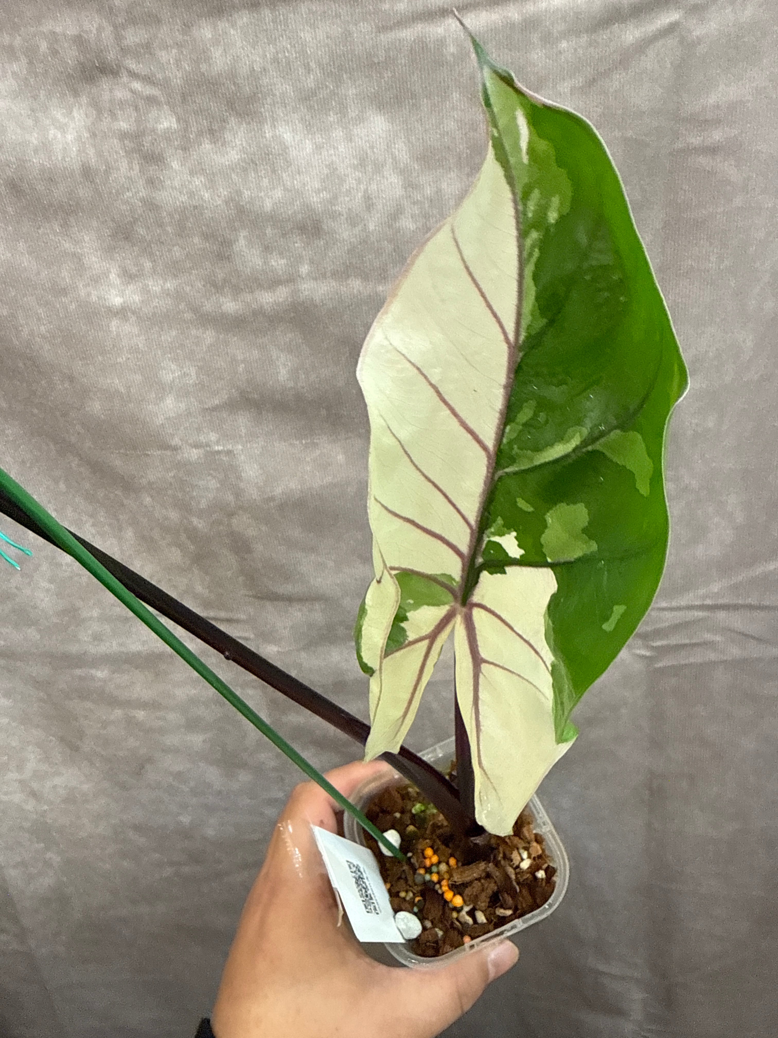 117. Alocasia 'black stem variegated' / アロカシアブラックステム