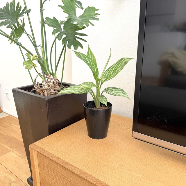 アグラオネマ・カーティシー