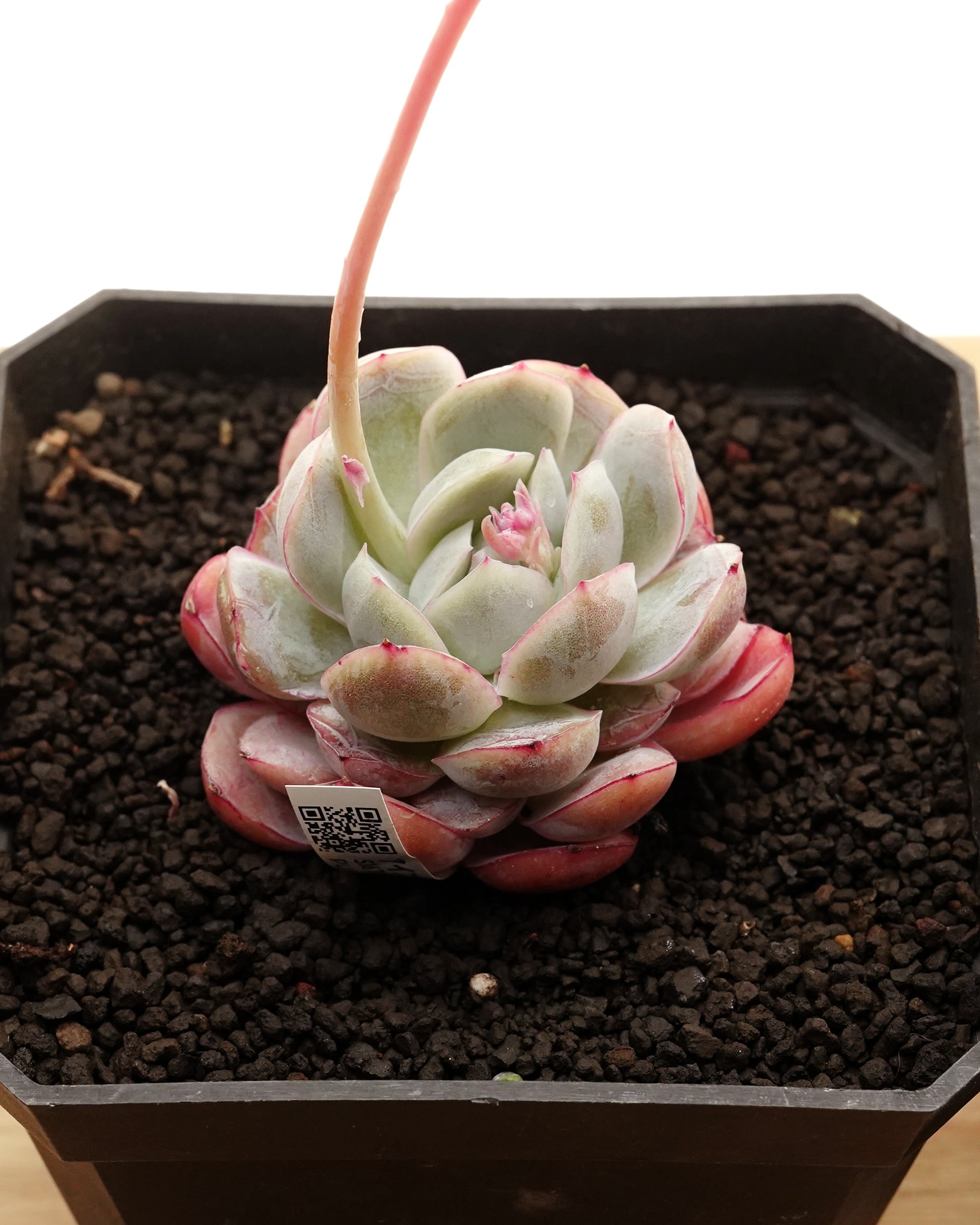発根済カット苗 フロリディティール錦 Echeveria 'Floridity