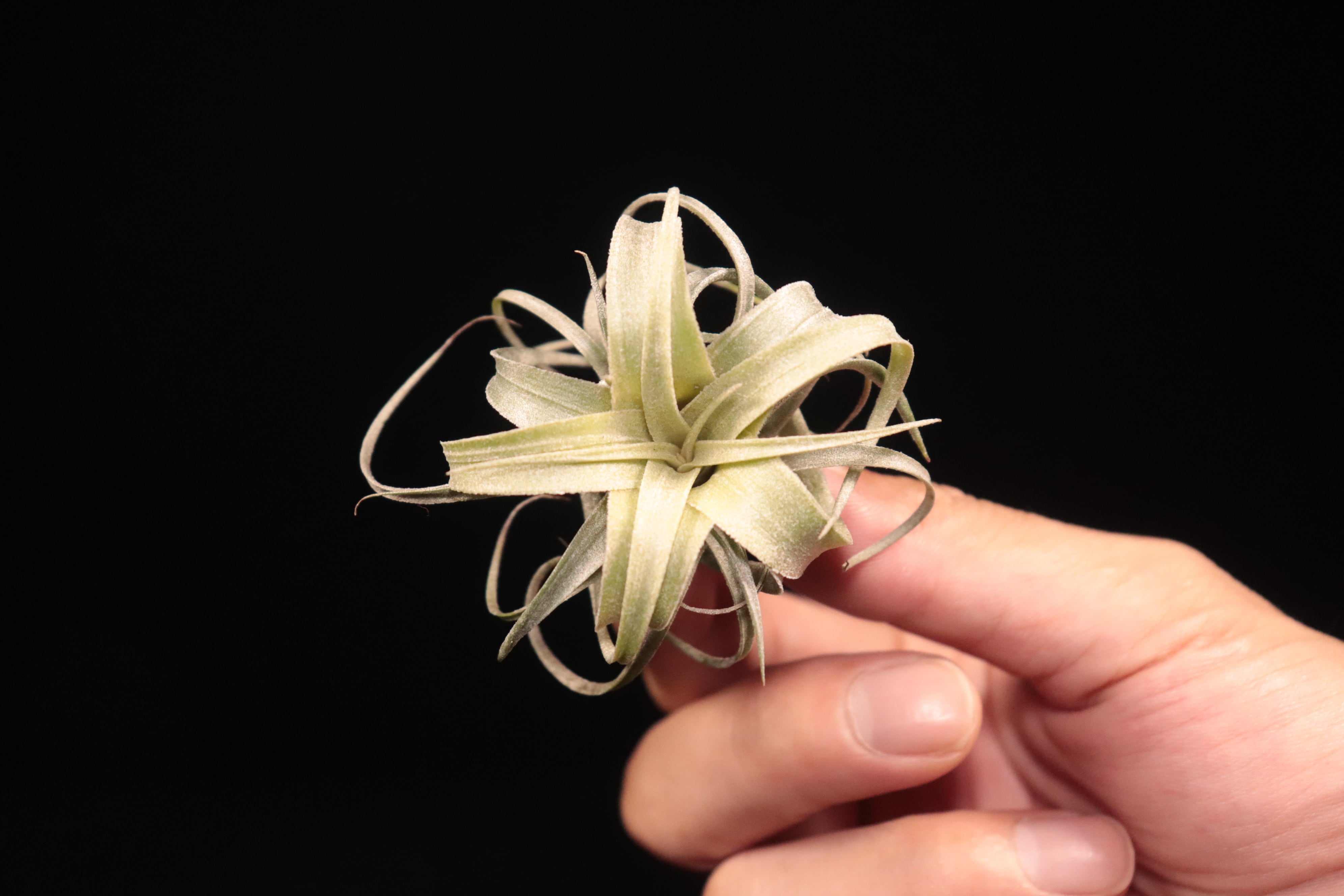reserved】lorentziana × streptophylla 'Mexico'〔エアプランツ〕現品