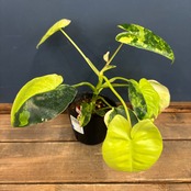 フィロデンドロン　バールマルクス　バリエガータ【1021】