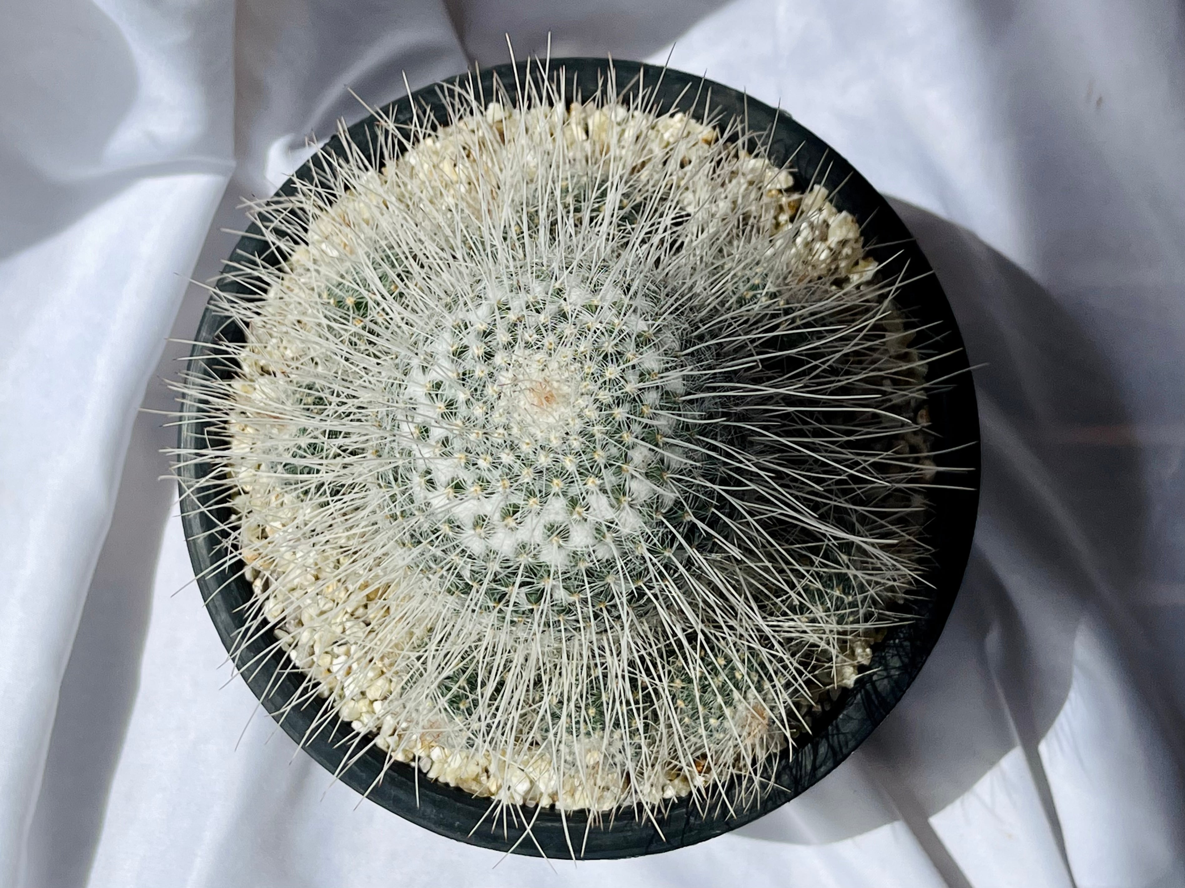 Mammillaria geminispina マミラリア 長刺白珠丸 サボテン | plants