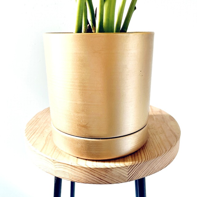 【Luxury Plants】ザミオクルカス 斑入り やさしいライム斑の美株｜ゴールド鉢カバー付き｜calm cafeセレクト