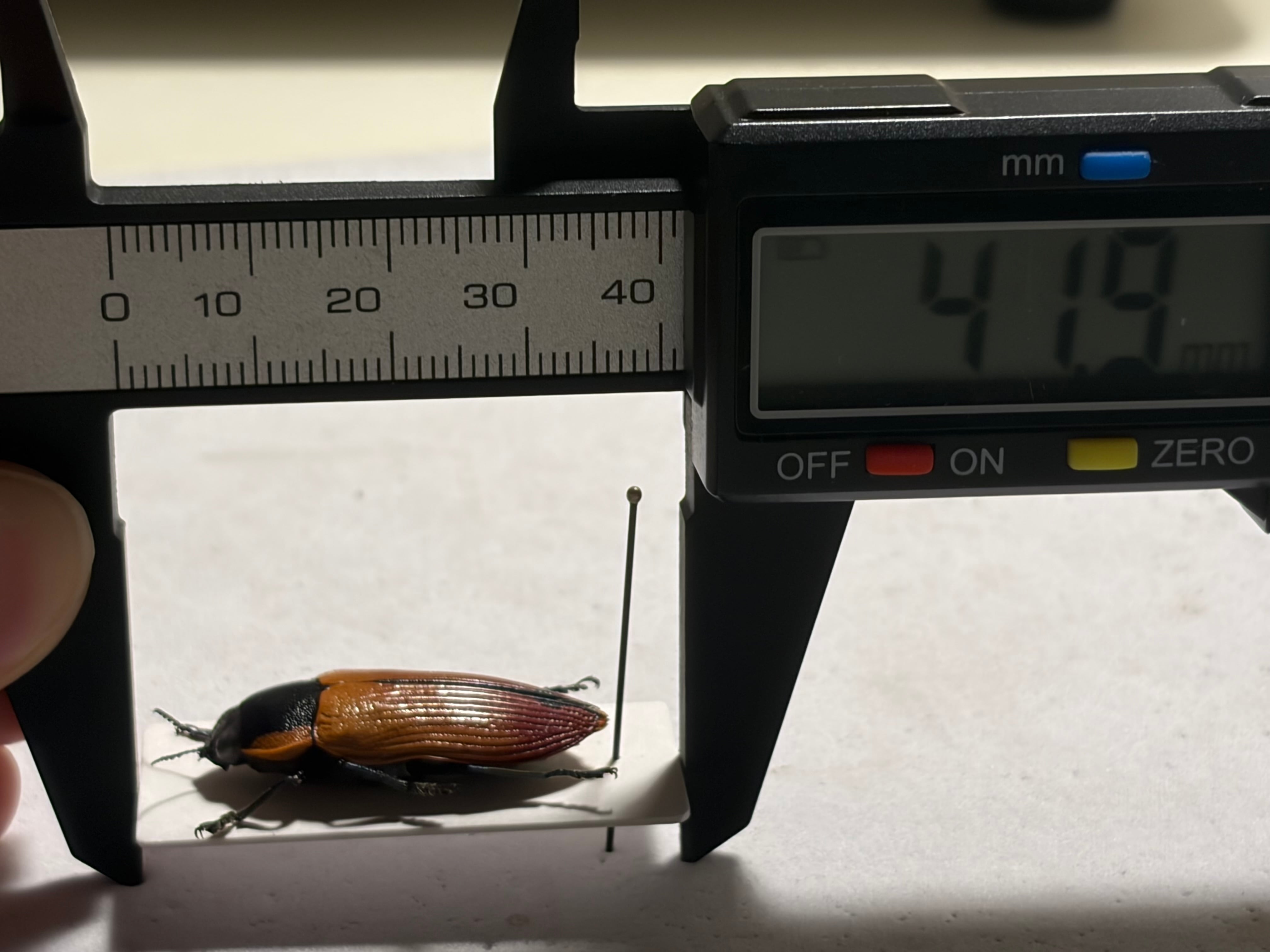31mm】Temognatha variabilis オーストラリアのタマムシ きらめく甲虫