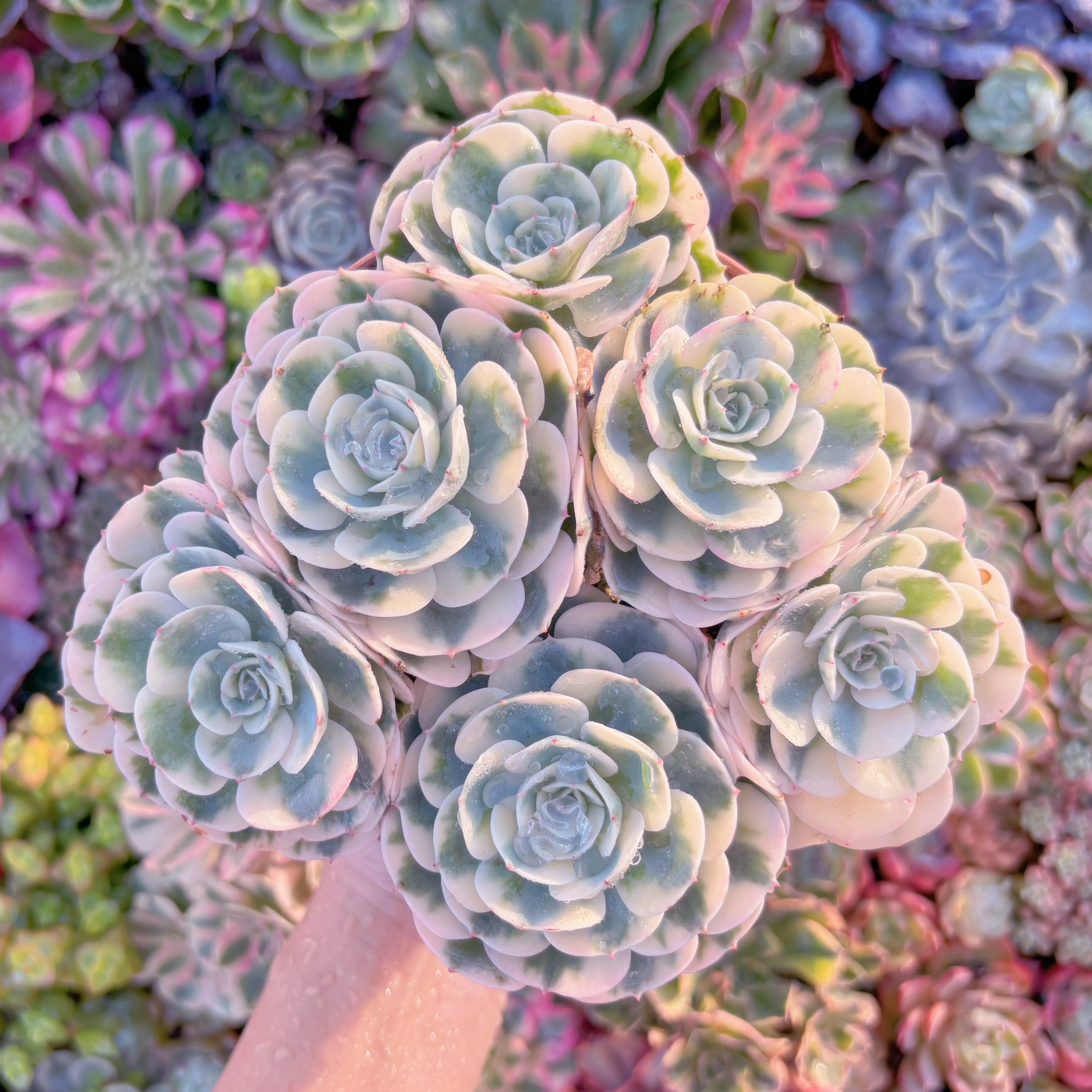 現品　ルノーディーン錦 #526　大群生　超美苗　新入荷　るる農園