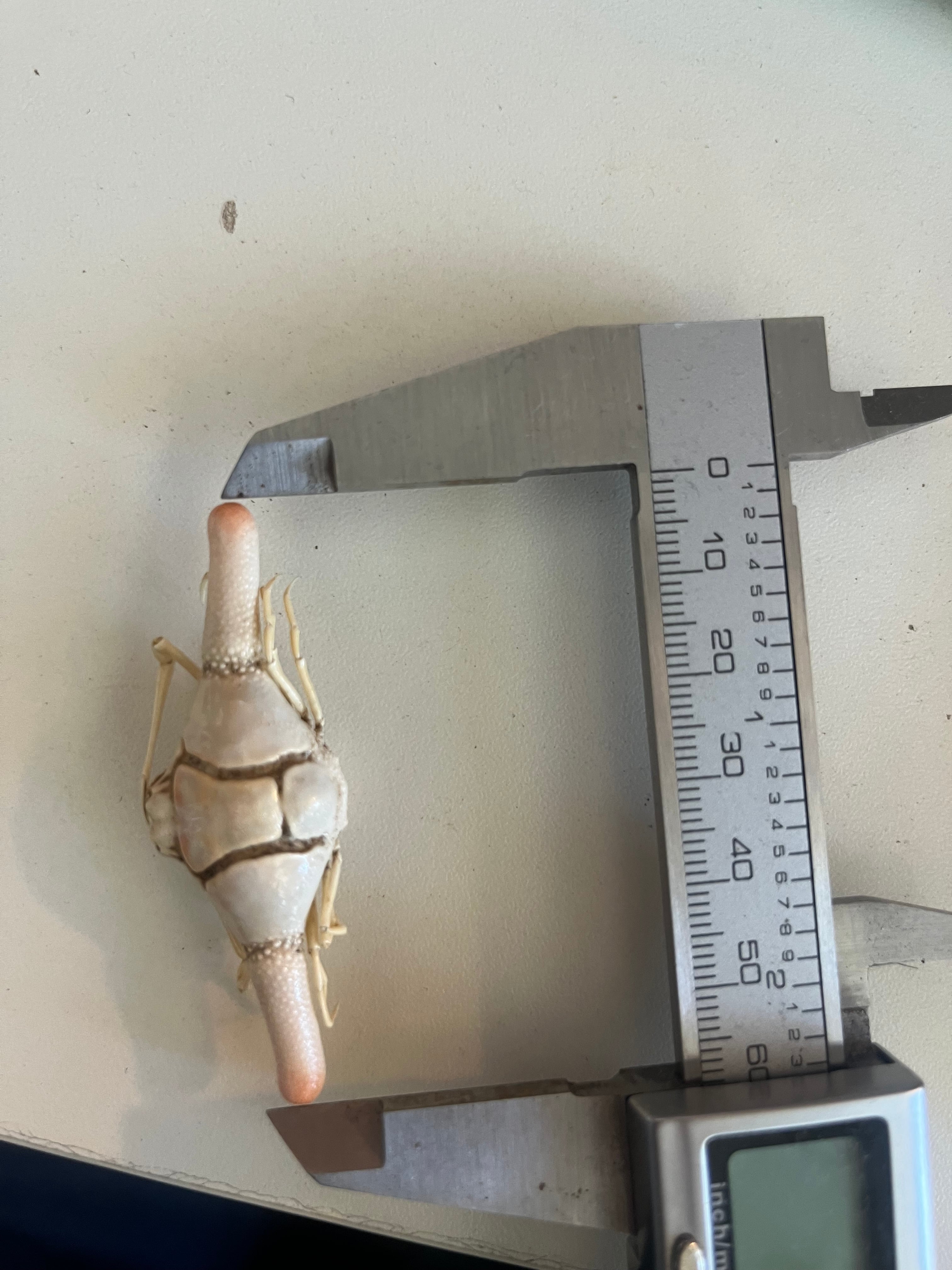 ピエロコブシガニ甲殻類標本昆虫標本エビかにサソリモドキザリガニ 63mm】ピエロコブシガニ甲殻類標本昆虫標本エビかにサソリモドキ