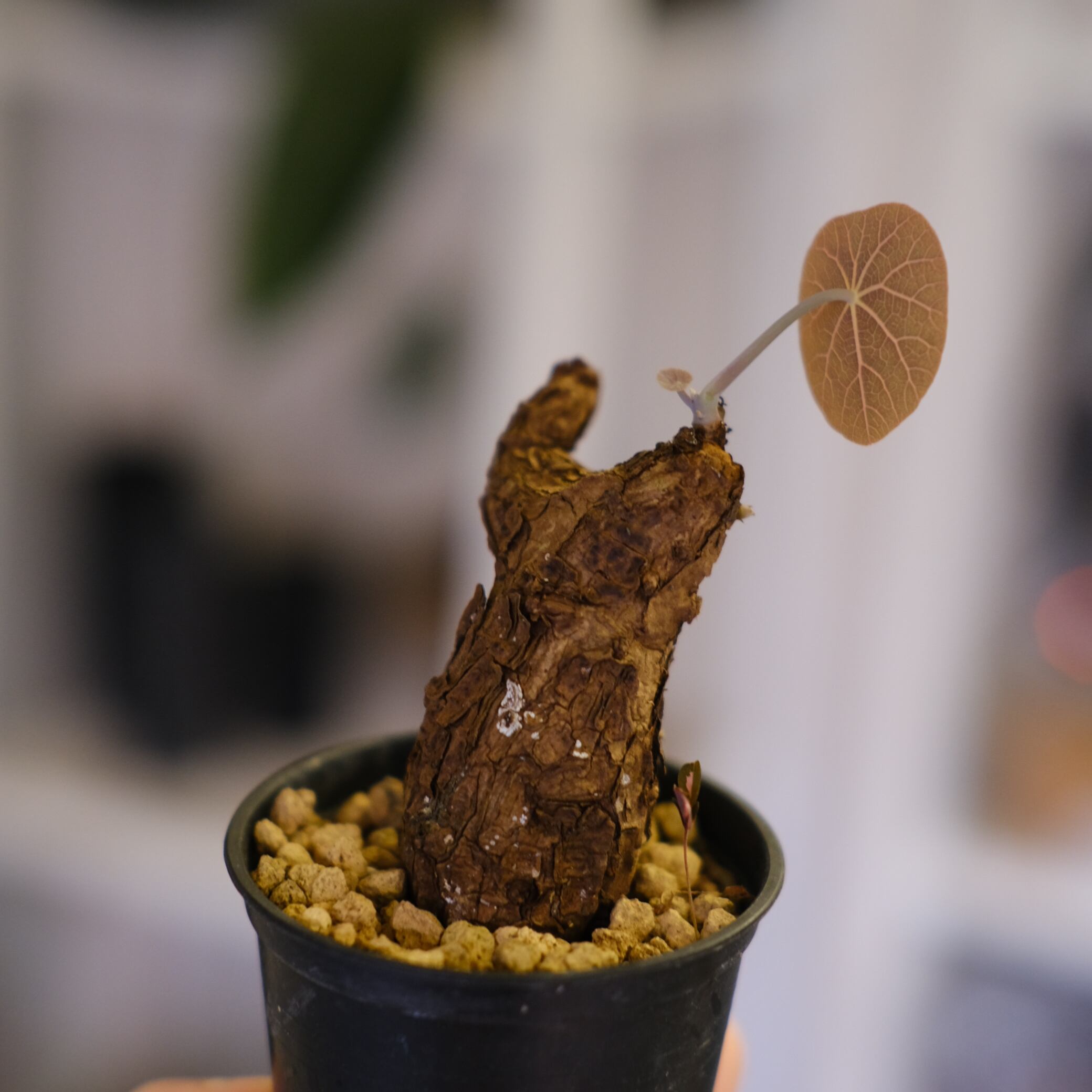 Stephania kaweesakii│ステファニア カウィーサキー│観葉植物