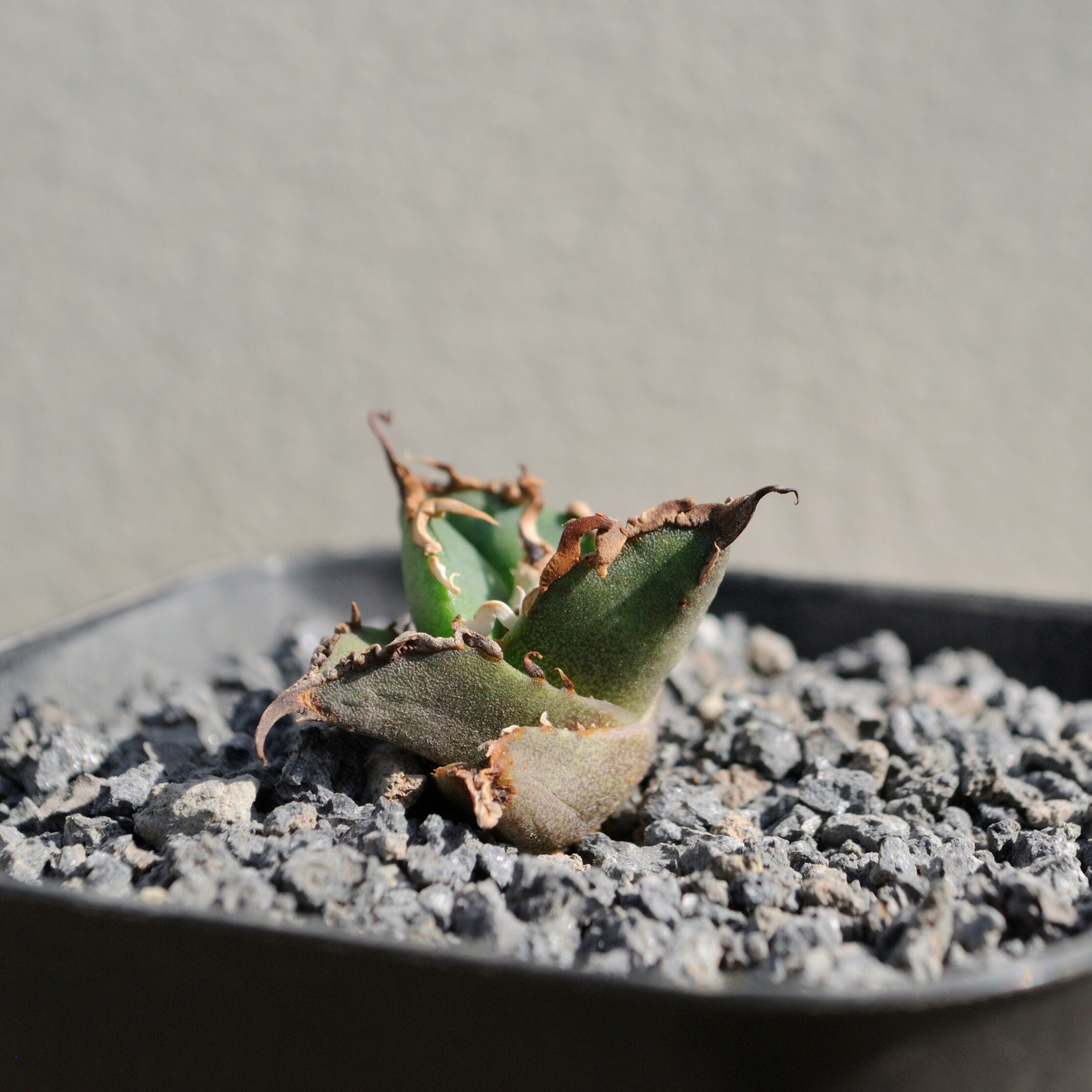 アガベ チタノタ シーザー 凱薩 no.4 | Agave Rocon