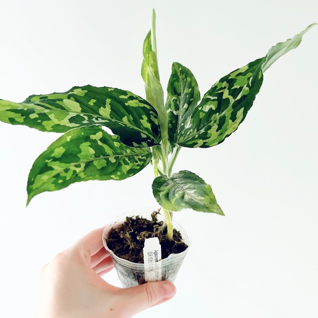 【残り一点】アグラオネマ ピクタム トリカラー ワイド 観葉植物 calm cafe