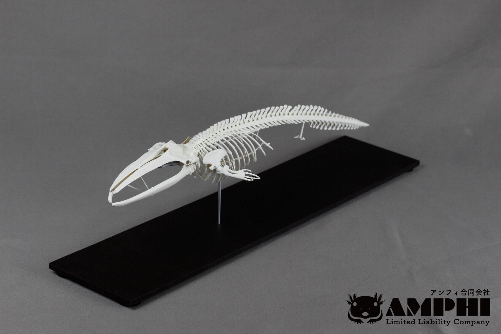 ナガスクジラ 縮小全身骨格レプリカ Fin whale, miniature whole body