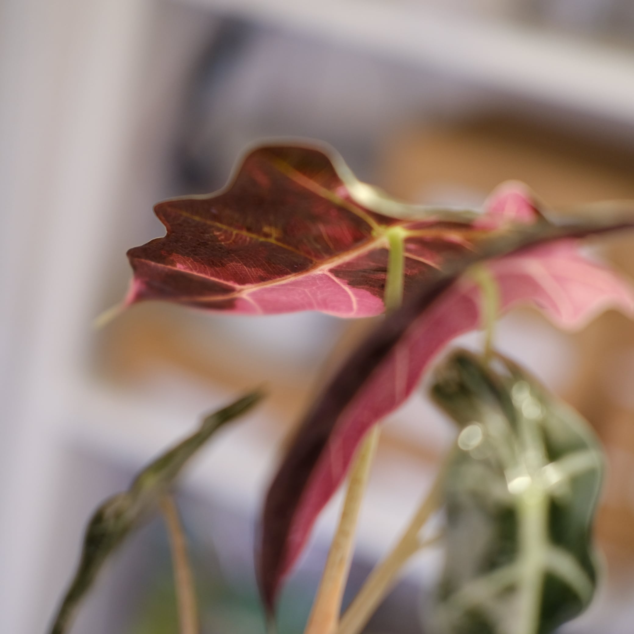 Alocasia Amazonica Polly Pink varigated⑥│アロカシア アマゾニカ