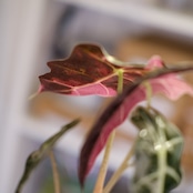 Alocasia Amazonica Polly Pink varigated⑥│アロカシア アマゾニカ ポリー ピンク斑入 | 観葉植物