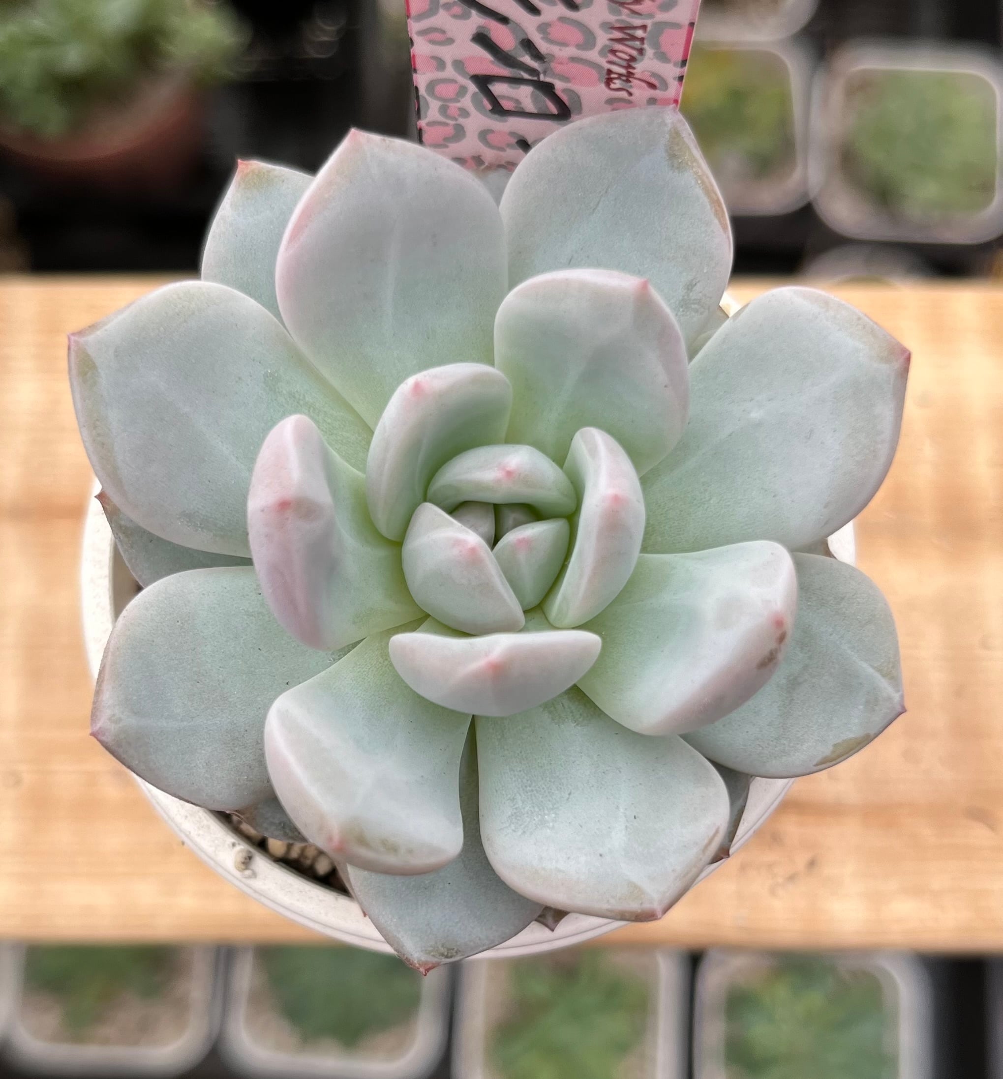 多肉植物 ディビット か細い ① 