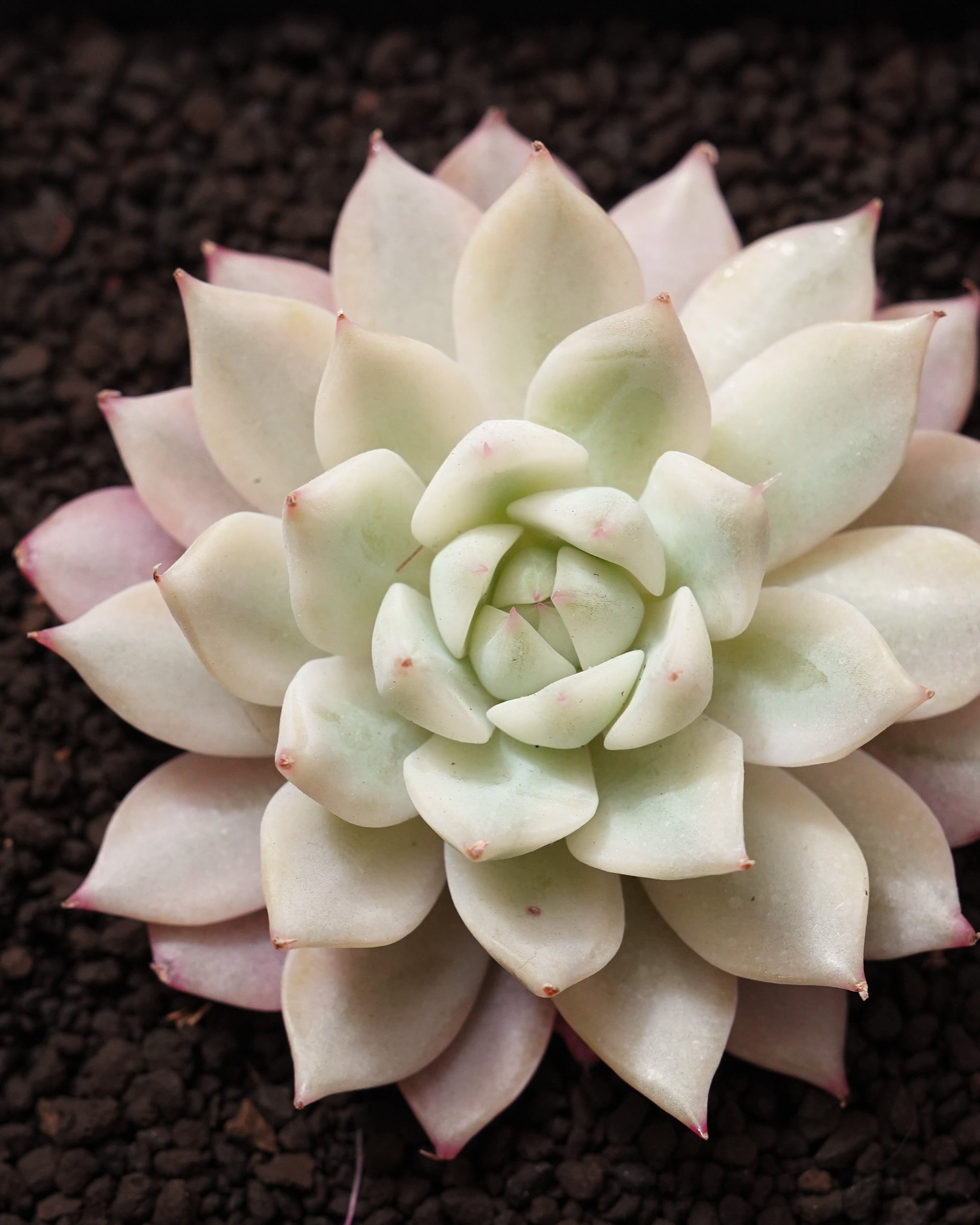 発根済カット苗 プリズム錦 Echeveria 'Prism' Variegated | PUKUBOOK
