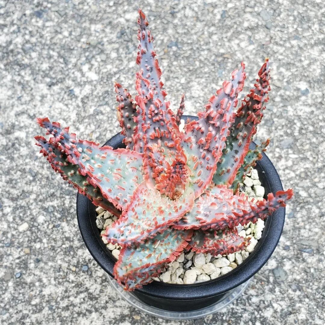 F00385_Aloe Hybrid：アロエ・ハイブリッド（子株） | レアプランツ