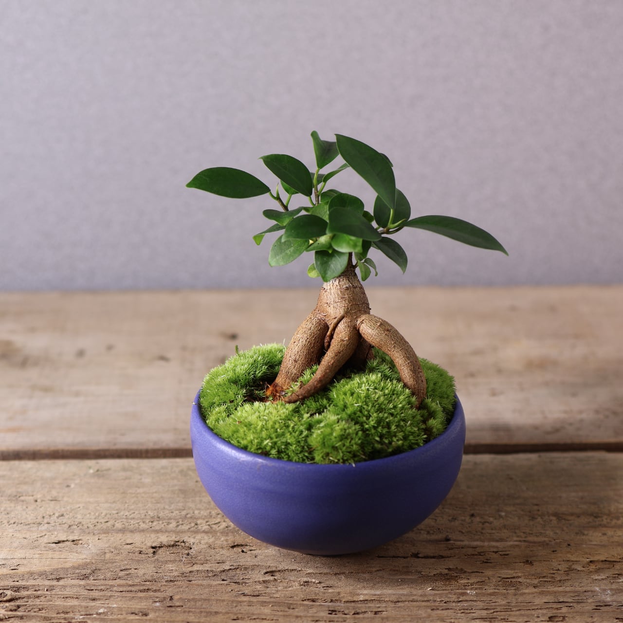 ガジュマル 盆栽 406 小さな幸せを宿す『ガジュマル 盆栽風』観葉植物 【送料無料